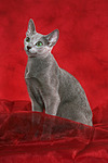 katzenfotos russisch_blau
