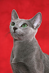 katzenfotos russisch_blau