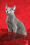 katzenfotos russisch_blau