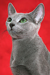 katzenfotos russisch_blau