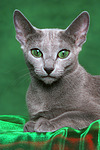 katzenfotos russisch_blau