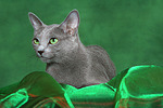 katzenfotos russisch_blau