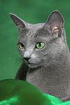 katzenfotos russisch_blau