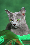 katzenfotos russisch_blau