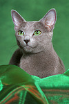 katzenfotos russisch_blau