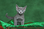 katzenfotos russisch_blau