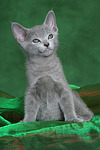 katzenfotos russisch_blau