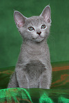 katzenfotos russisch_blau