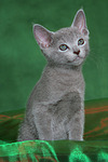 katzenfotos russisch_blau