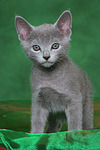 katzenfotos russisch_blau