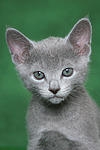 katzenfotos russisch_blau