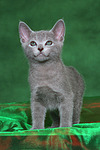 katzenfotos russisch_blau
