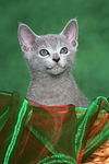 katzenfotos russisch_blau