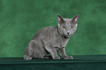 katzenfotos russisch_blau