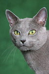 katzenfotos russisch_blau