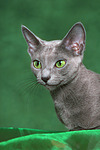 katzenfotos russisch_blau