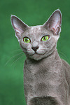 katzenfotos russisch_blau