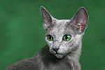 katzenfotos russisch_blau