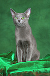 katzenfotos russisch_blau