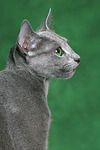 katzenfotos russisch_blau