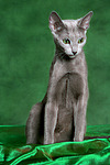 katzenfotos russisch_blau