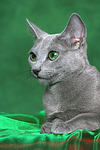 katzenfotos russisch_blau