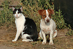 tierfreundschaft tierfreundschaft