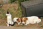 tierfreundschaft tierfreundschaft