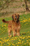 hundefotos briard