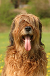 hundefotos briard