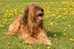hundefotos briard