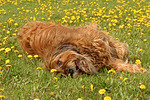hundefotos briard