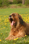 hundefotos briard