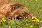 hundefotos briard