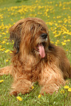 hundefotos briard