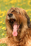 hundefotos briard