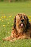 hundefotos briard