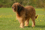 hundefotos briard