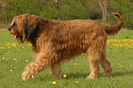 hundefotos briard