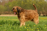 hundefotos briard