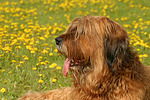 hundefotos briard