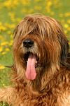 hundefotos briard