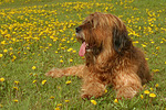 hundefotos briard