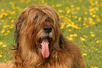 hundefotos briard