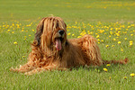 hundefotos briard