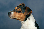 hundefotos parson_russell_terrier