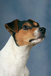 hundefotos parson_russell_terrier