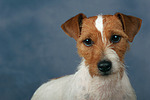 hundefotos parson_russell_terrier