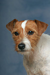 hundefotos parson_russell_terrier