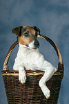 hundefotos parson_russell_terrier